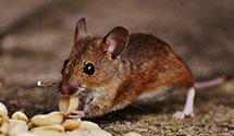 24 Hour & Emergency Exterminators in Hillsboro, AL
